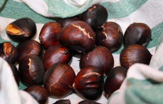 Castagne bollite e ripassate in forno