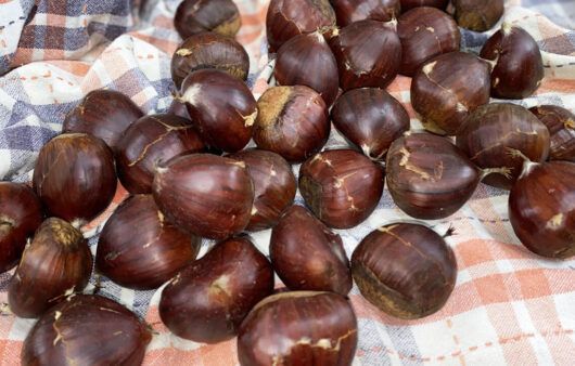 Castagne fresche tutto l'anno