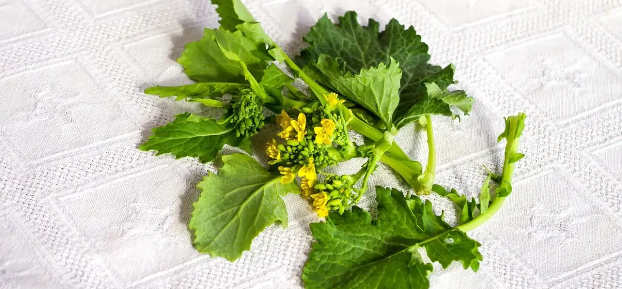 Tutto sui Friarielli: ecco cosa sapere sul broccolo napoletano