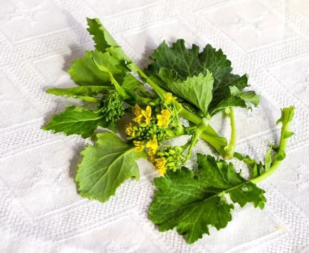 Tutto sui Friarielli: ecco cosa sapere sul broccolo napoletano