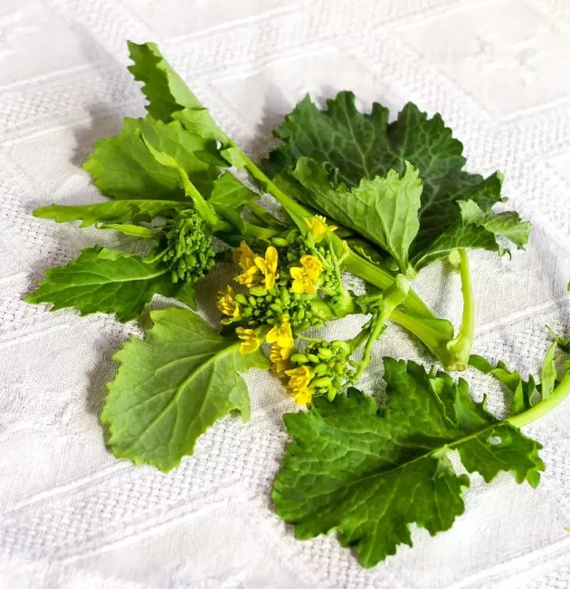 Tutto sui Friarielli: ecco cosa sapere sul broccolo napoletano