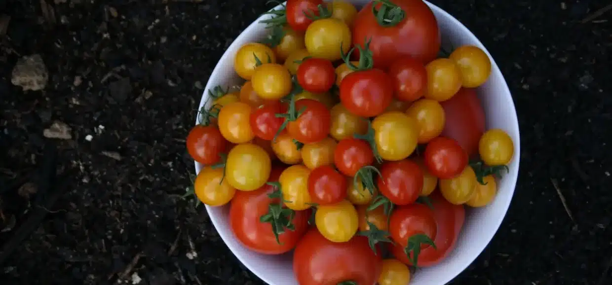 Tutto sul Pomodoro: ecco cosa sapere su varianti e proprietà