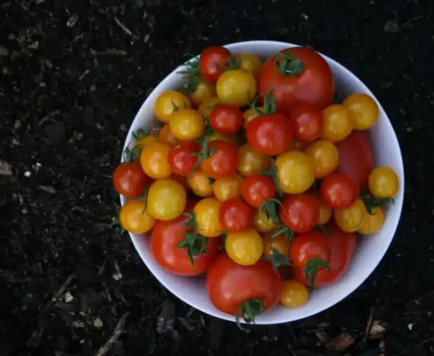 Tutto sul Pomodoro: ecco cosa sapere su varianti e proprietà