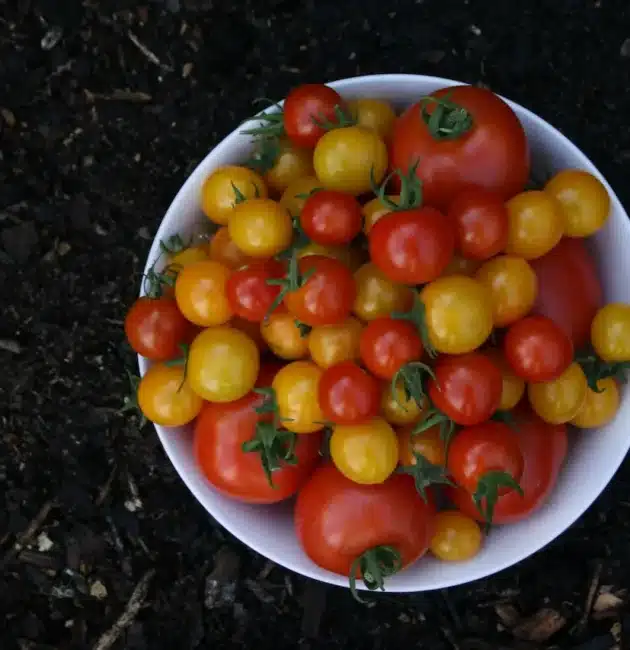 Tutto sul Pomodoro: ecco cosa sapere su varianti e proprietà