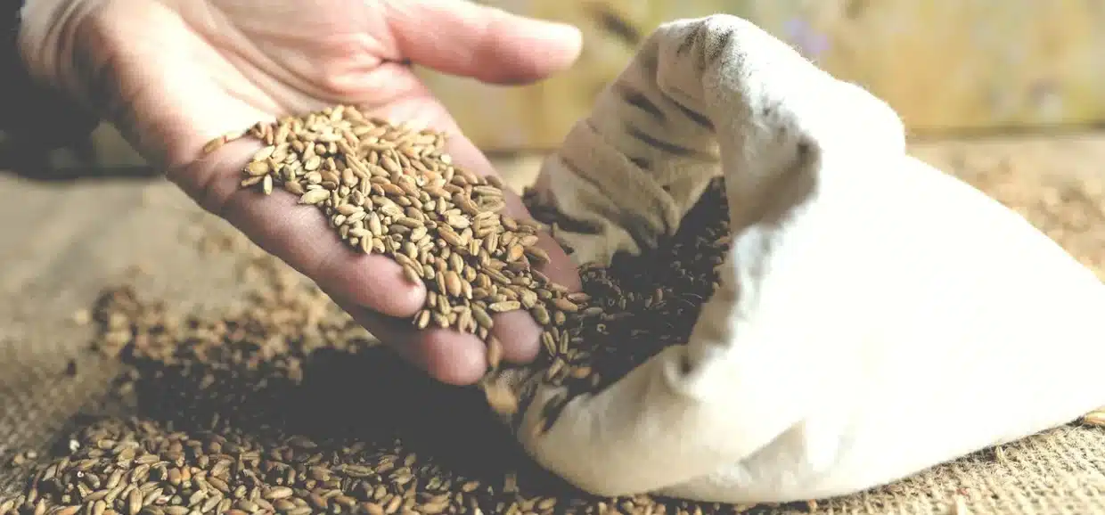 Cereali e dieta: fanno bene alla salute? Ecco cosa sapere