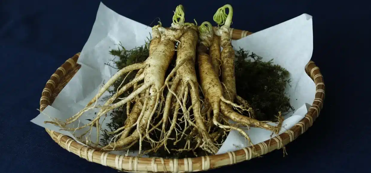 Tutto sul ginseng: cosa fa bene e cosa no