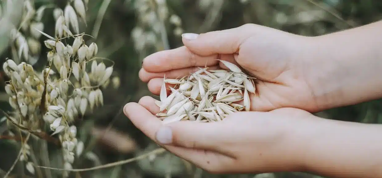 Tutto sull'Avena: salute e benessere. Cosa sapere