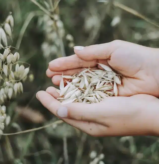 Tutto sull'Avena: salute e benessere. Cosa sapere