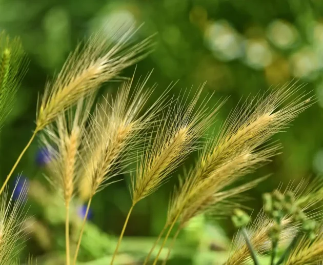 Tutto sull'Orzo: salute e benessere in cucina