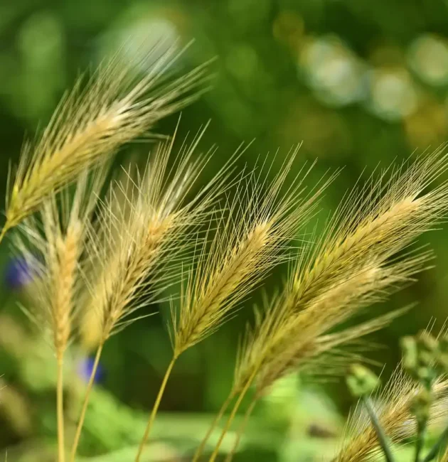 Tutto sull'Orzo: salute e benessere in cucina