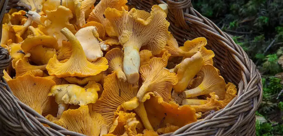 Alcuni funghi raccolti freschi in una cesta