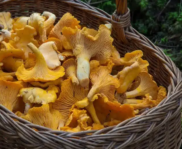 Alcuni funghi raccolti freschi in una cesta
