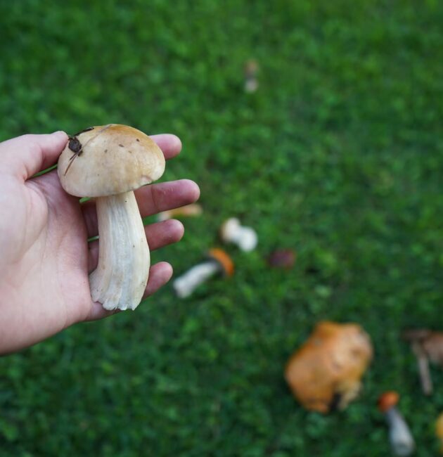 Come riconoscere i funghi freschi e conservarli al meglio