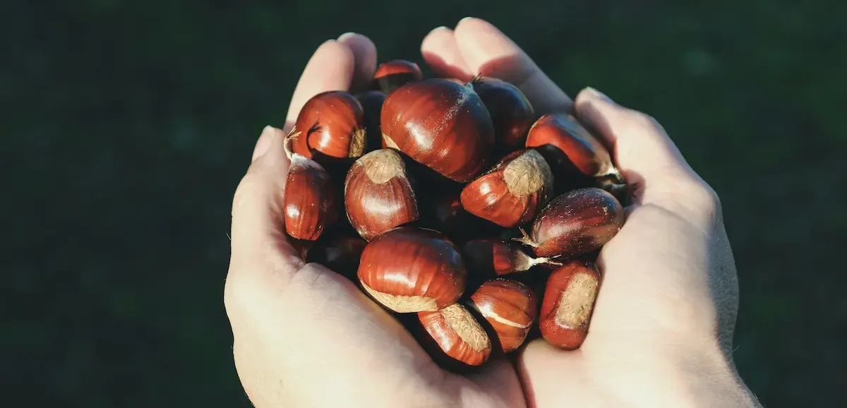Mani che raccolgono castagne fresche dell'autunno
