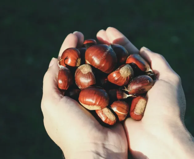 Mani che raccolgono castagne fresche dell'autunno