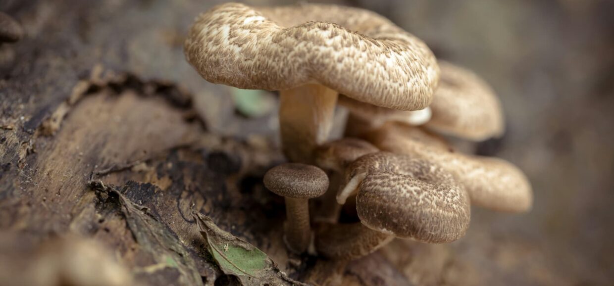 Tutto sui Funghi: tipologie e come distinguerli