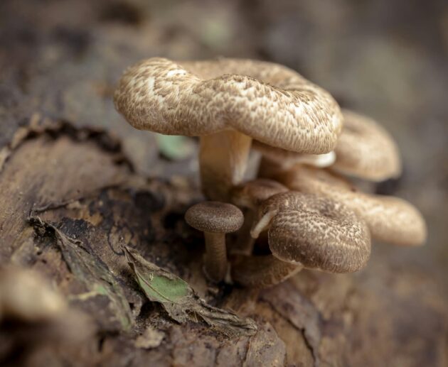 Tutto sui Funghi: tipologie e come distinguerli