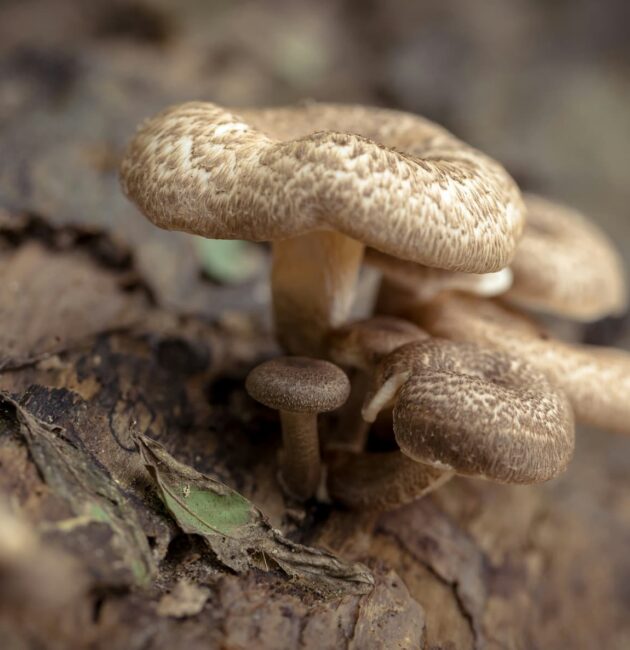Tutto sui Funghi: tipologie e come distinguerli
