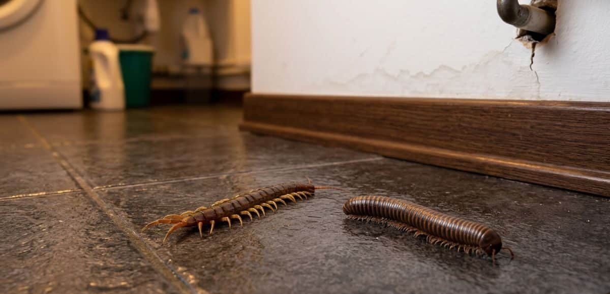 Millepiedi e centopiedi in casa su piastrelle umide vicino a una crepa nel muro.